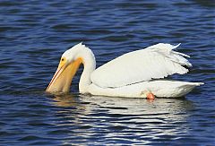 American White Pelican